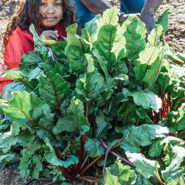 how to care for beets