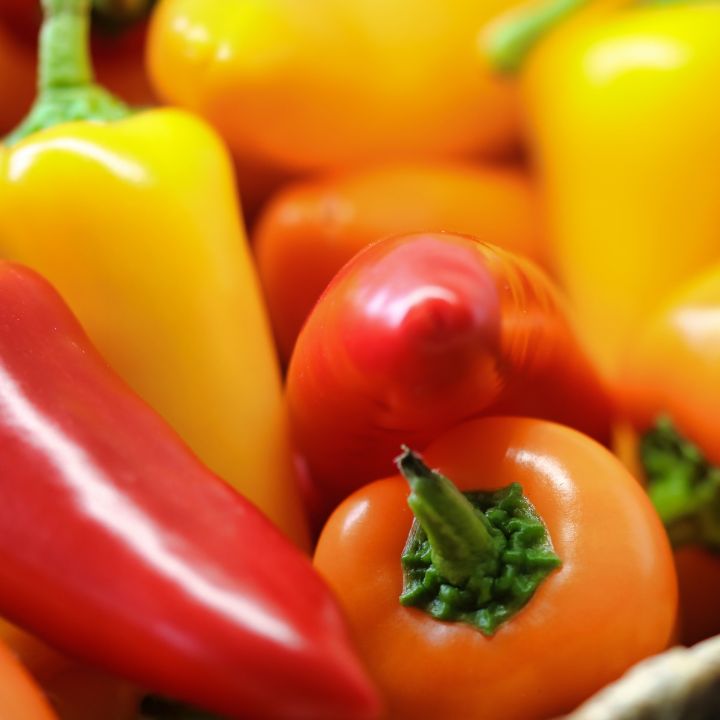 bell pepper plant