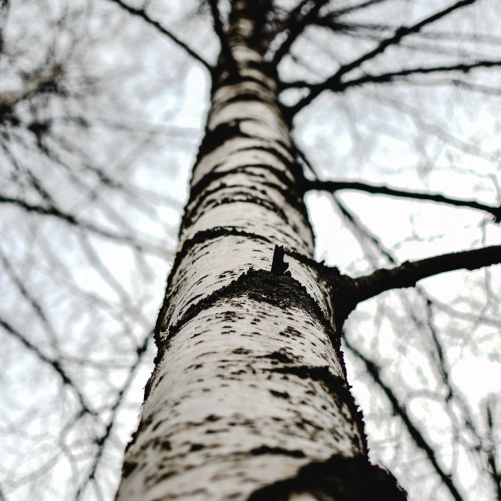 how to take care of a birch tree