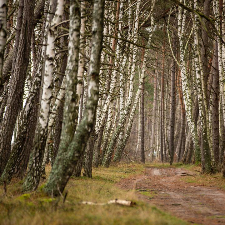 how to care for a birch tree