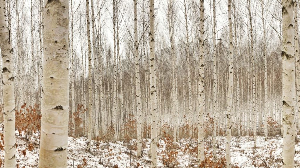 birch tree images