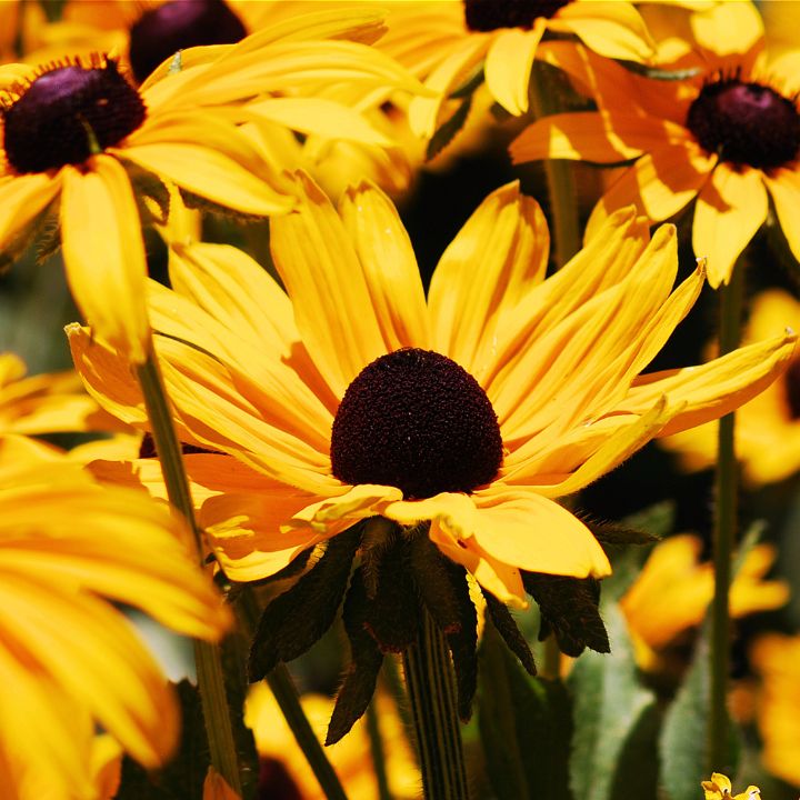 how much to water a black eyed susan