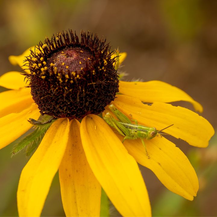 black eyed susan vine