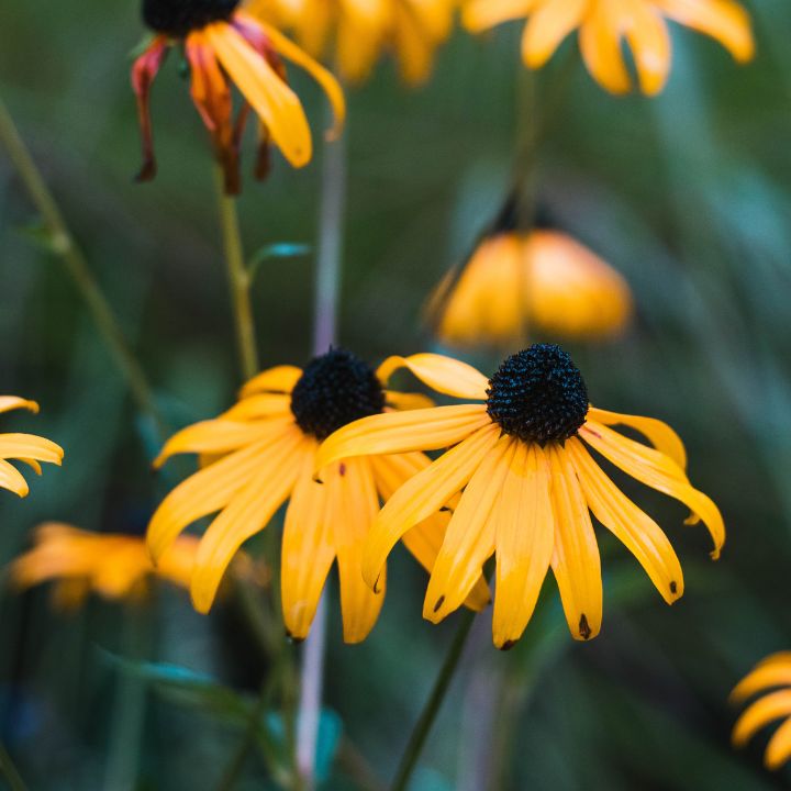 how to care for a black eyed susan