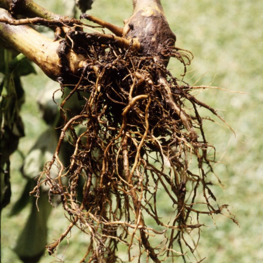 Root rot