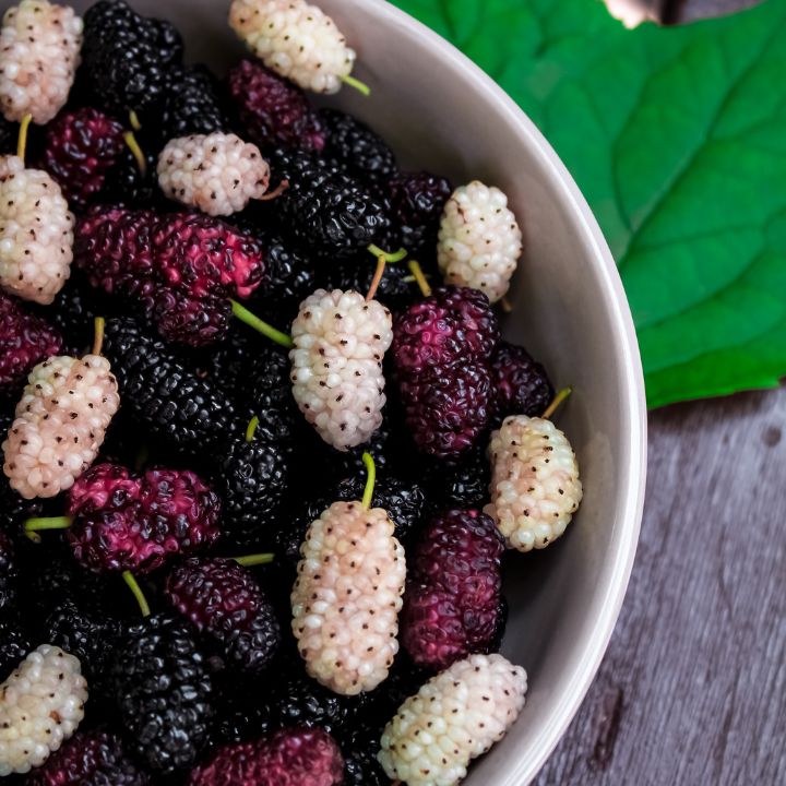 blackberry planting guide