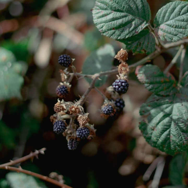 blackberry bush care