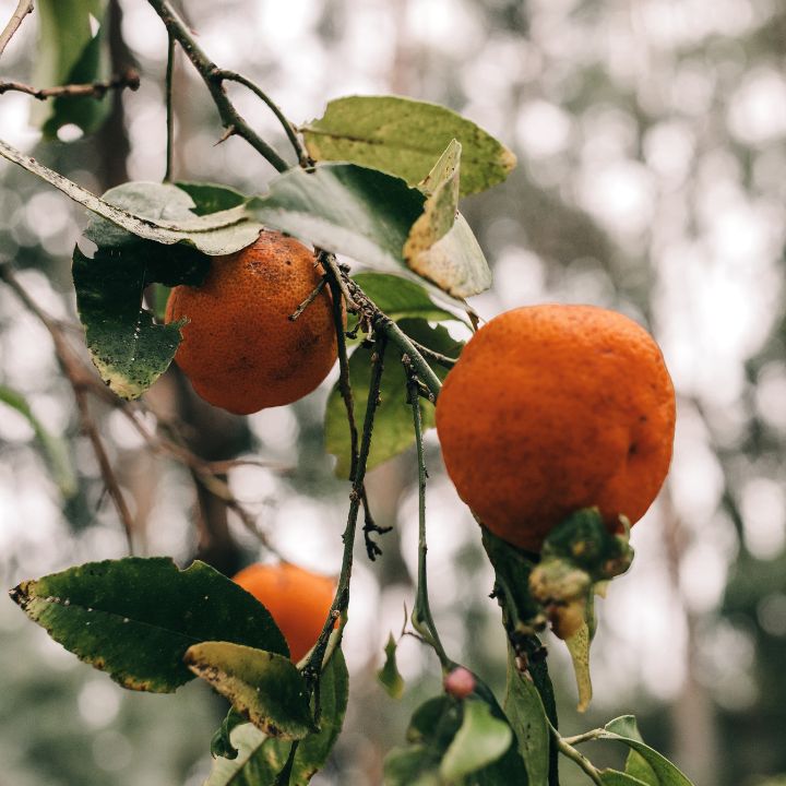 blood orange recipes