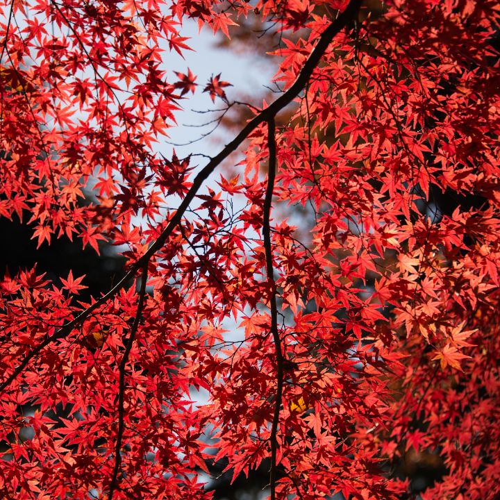 how to care for a bloodgood Japanese maple