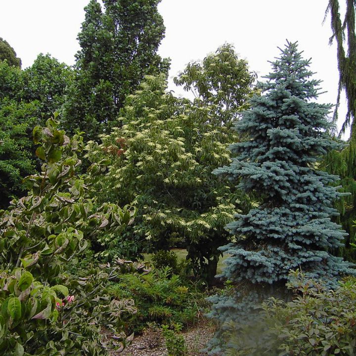 Colorado blue spruce height