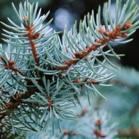How to Care for Colorado Blue Spruce, 8 Step Guide