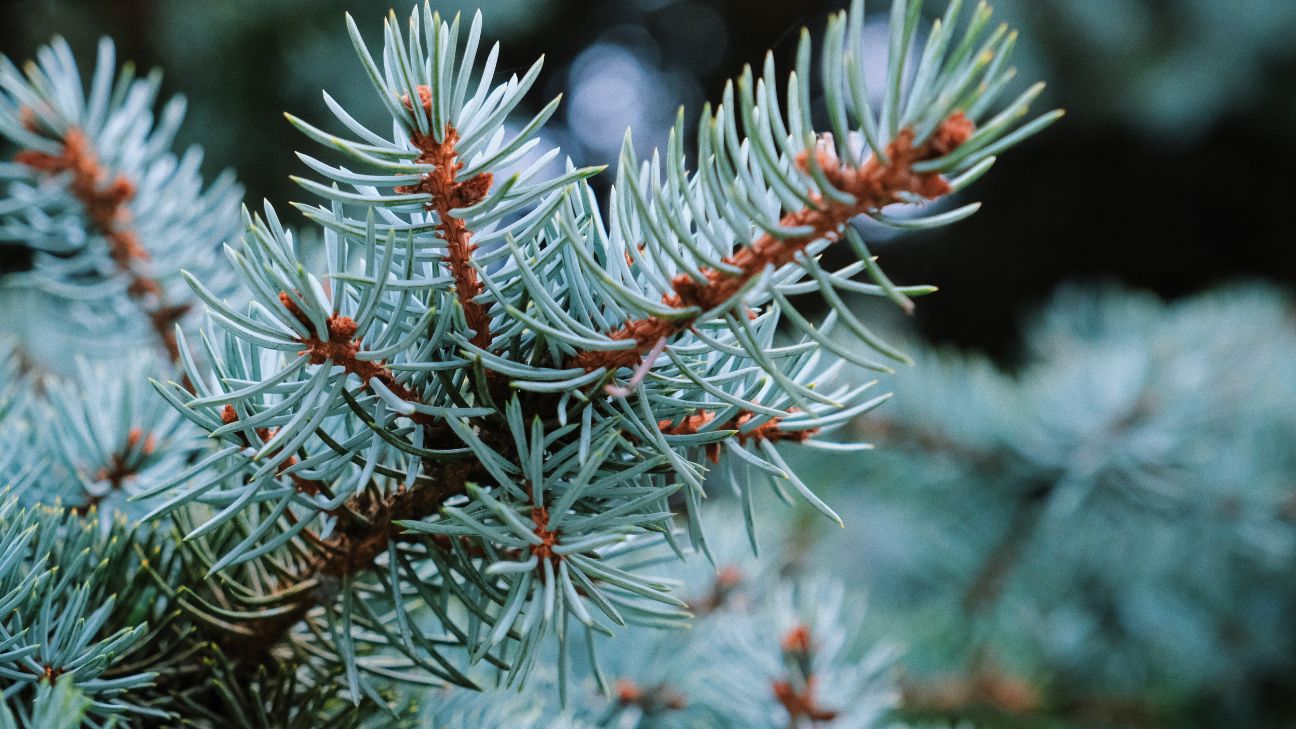 how to care for colorado blue spruce