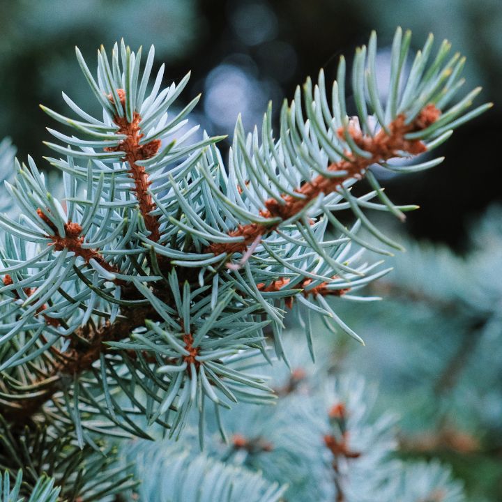 Colorado blue spruce growth rate