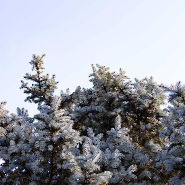 Colorado blue spruce tree