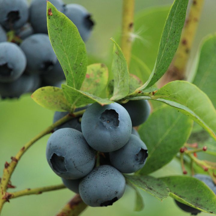 how to take care of blueberry plants