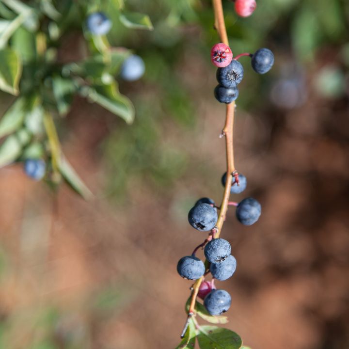 how to take care of fresh blueberries