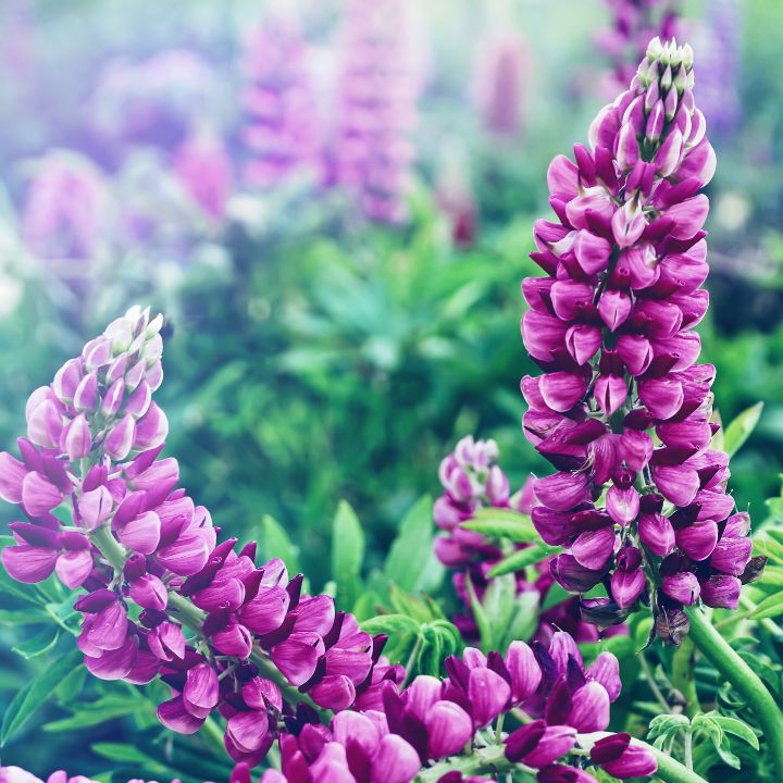 native wildflowers