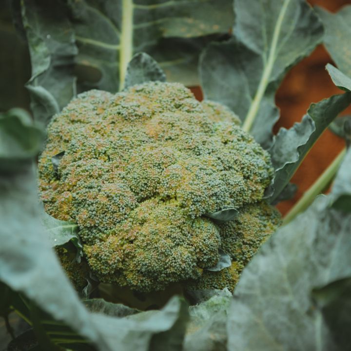 how to care for broccoli in your garden
