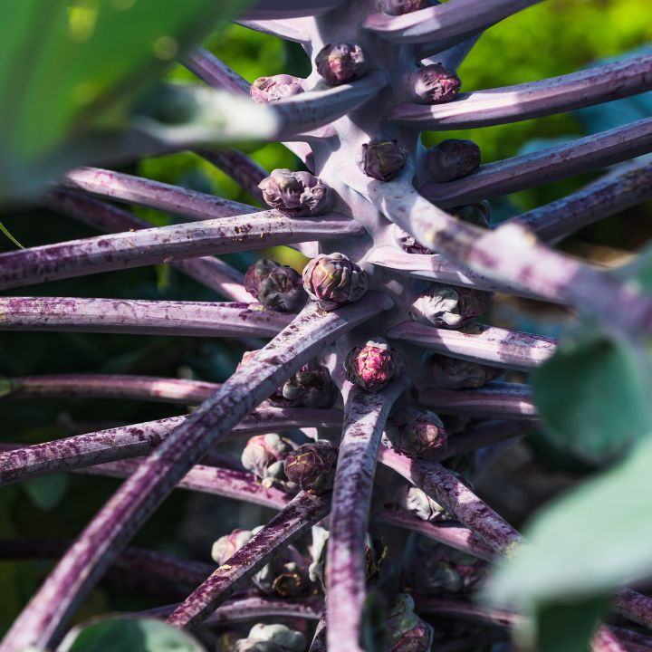 how to grow and care for Brussels sprouts in your garden