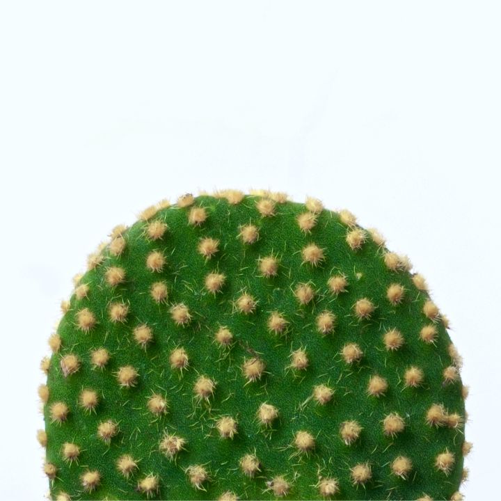 bunny ear cactus care