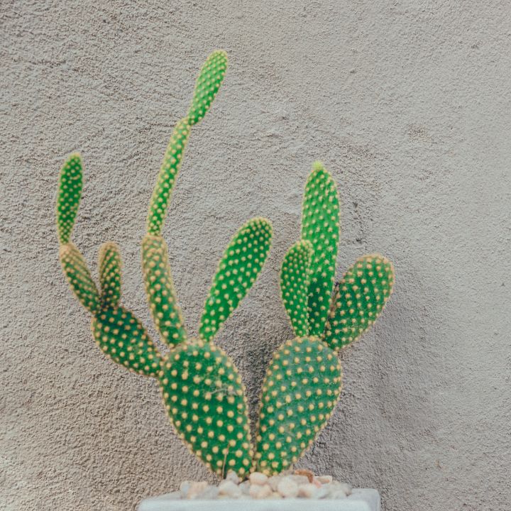 how to care for bunny ear cactus