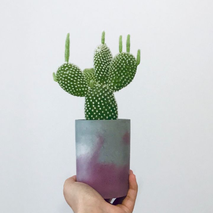 bunny ear cactus drooping