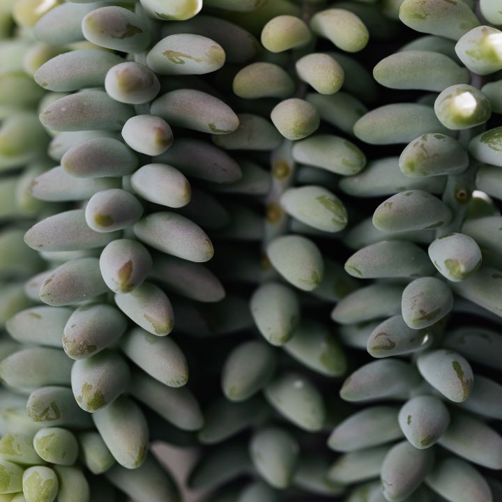 burro's tail flower