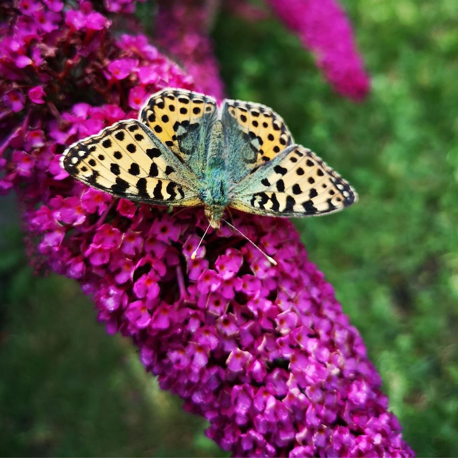 Winterize butterfly bushes