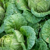 How to Care for Cabbage the 13 Step Guide