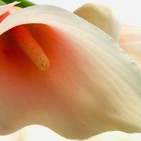 How to Care for Calla Lilies the 9 Step Guide
