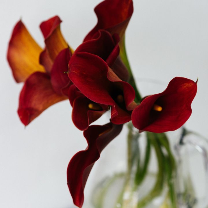 how to care for calla lilies