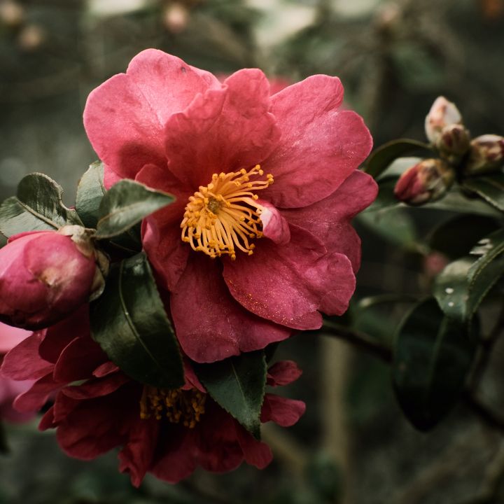 how to care for camellias bushes
