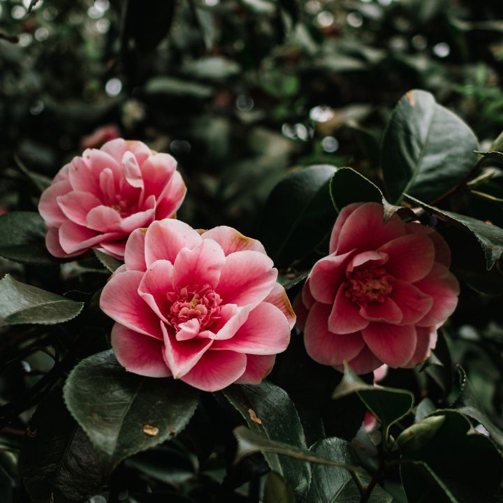 camellias meaning