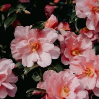 How to Care for Camellias the 9 Step Guide