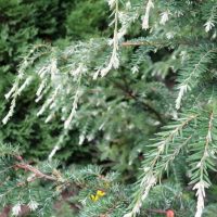 How to Care for Canadian Hemlock the 9 Step Guide