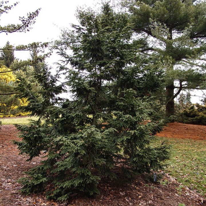 how to care for canadian hemlock