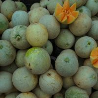 How to Care for Cantaloupes a 13 Step Guide