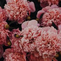 How to Care for Carnations the 10 Step Guide