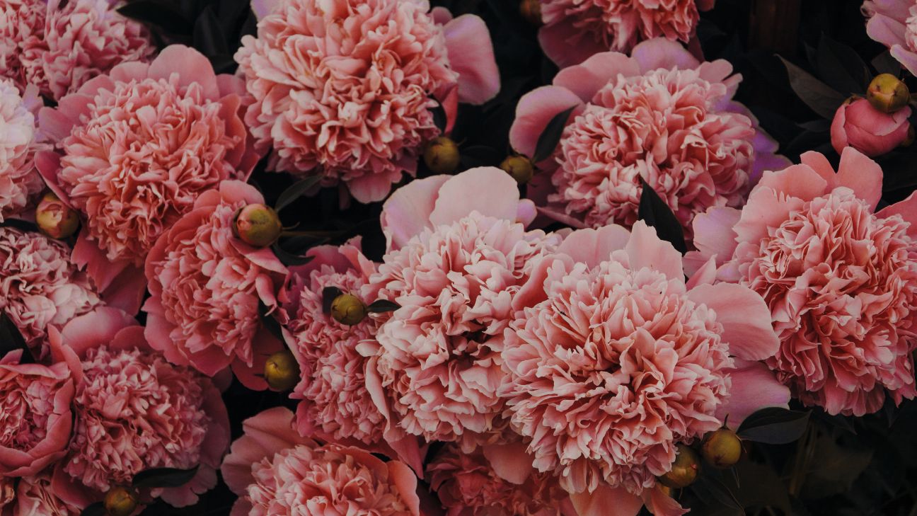how to care for carnations