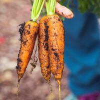 How to Care for Carrots the 9 Step Guide