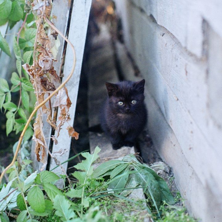 are plants safe for cats