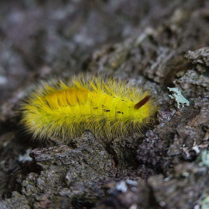 how to get rid of sawfly caterpillars