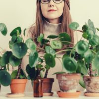 How to Care for Chinese Money Plant the 9 Step Guide
