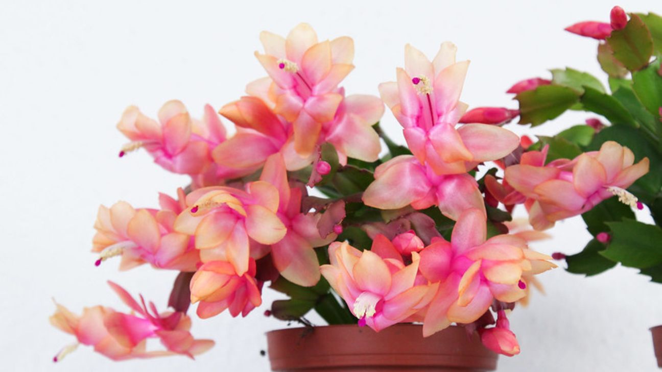 How to Care for Christmas Cactus the 10 Step Guide