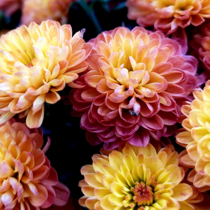 how to water chrysanthemum