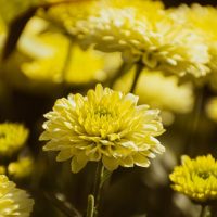 How to Care for Chrysanthemum the 8 Step Guide