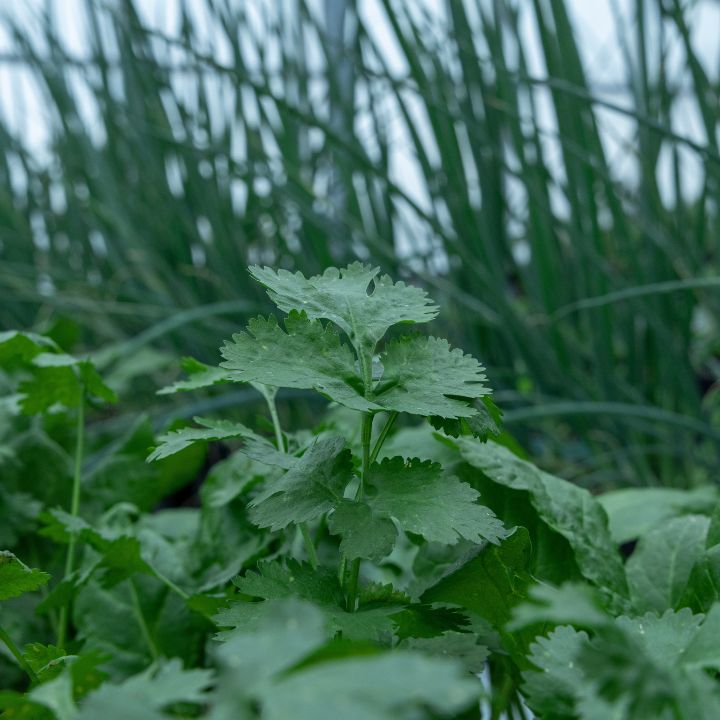 how to care for cilantro