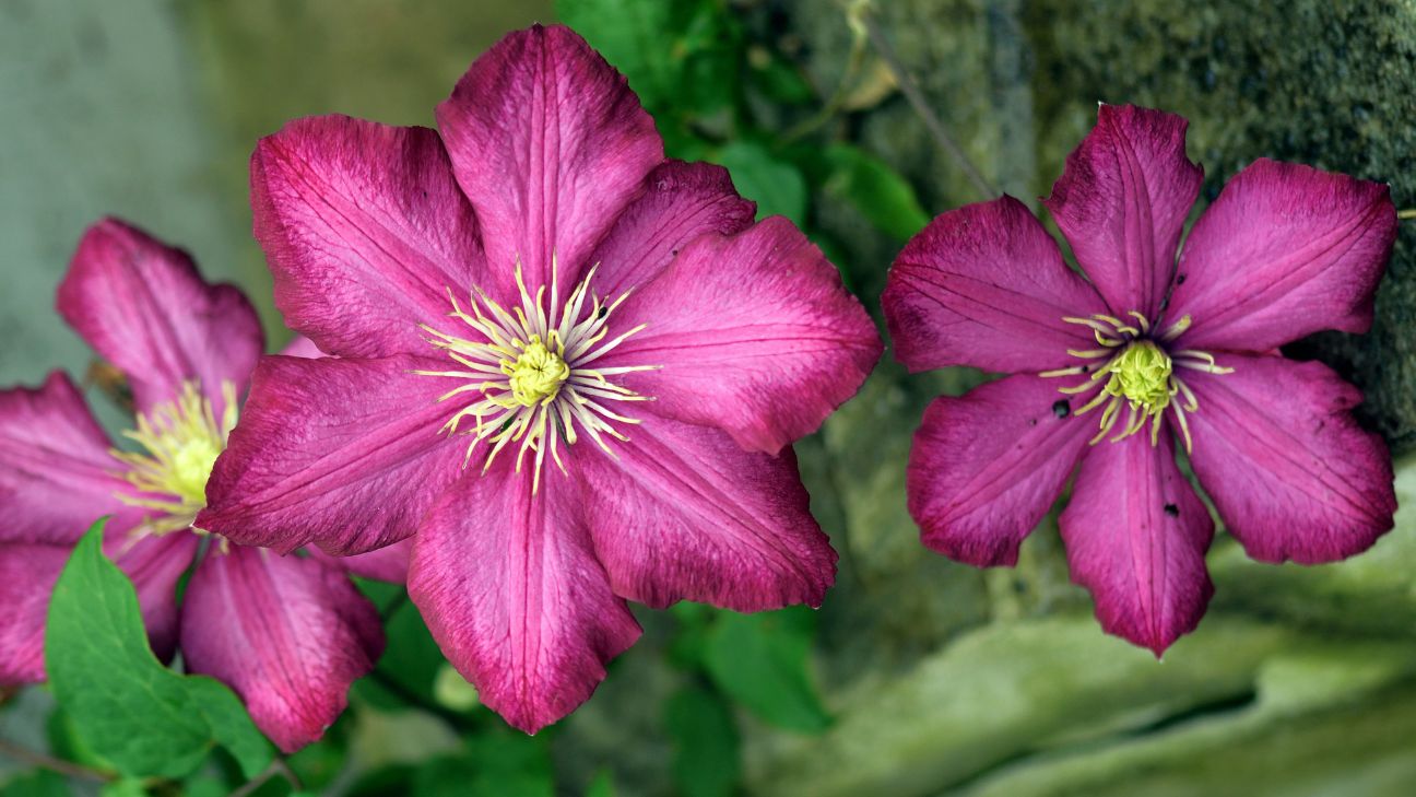 How to Care for Clematis the 9 Step Guide
