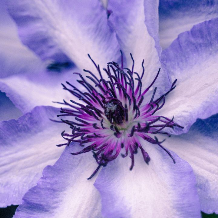 clematis care