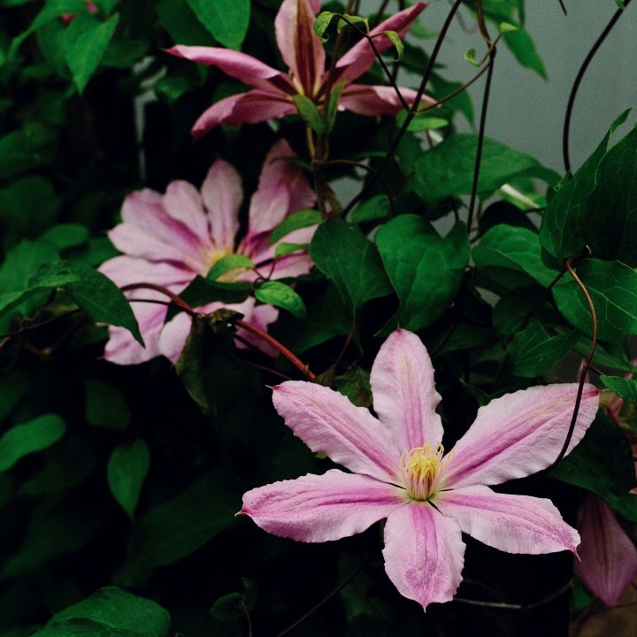 clematis care in pots